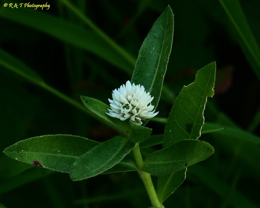 {Alternanthera philoxeroides}